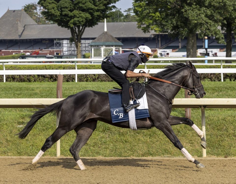 Zandon - Saratoga Race Course - Debra A. Roma