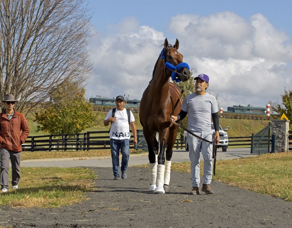 Flightline - Keeneland Nov. 6 - Barbara D. Livingston