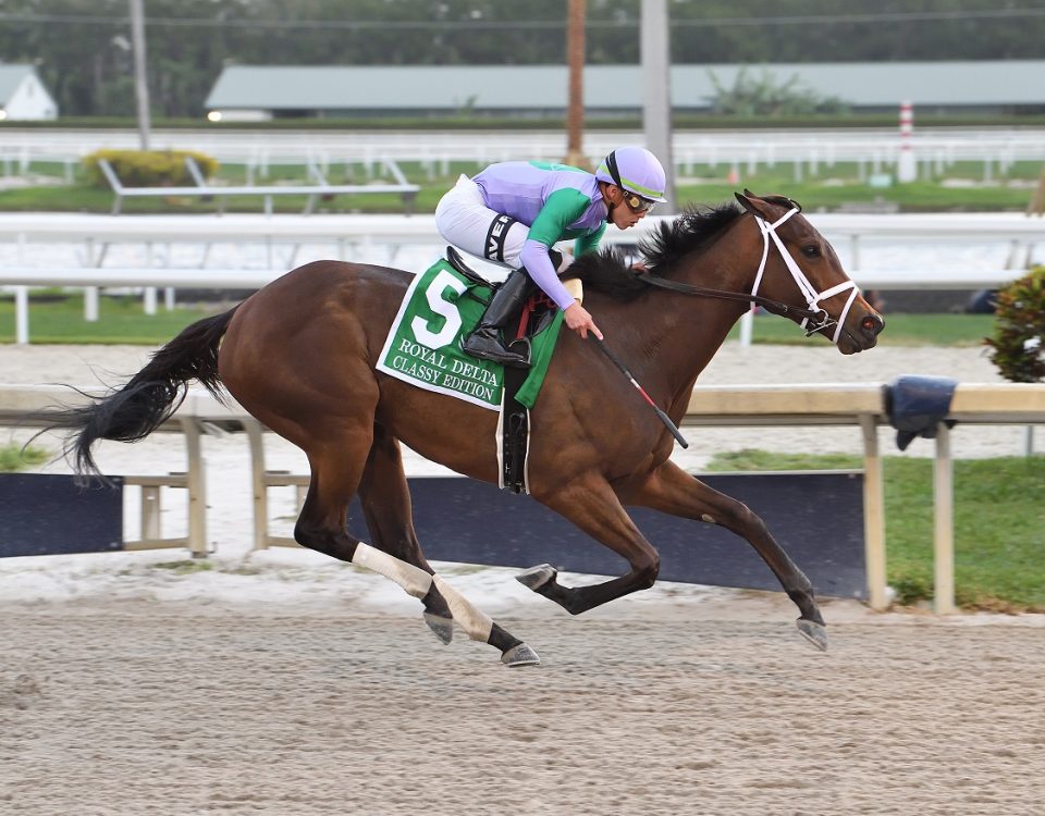 Classy Edition - Royal Delta S. - Lauren King