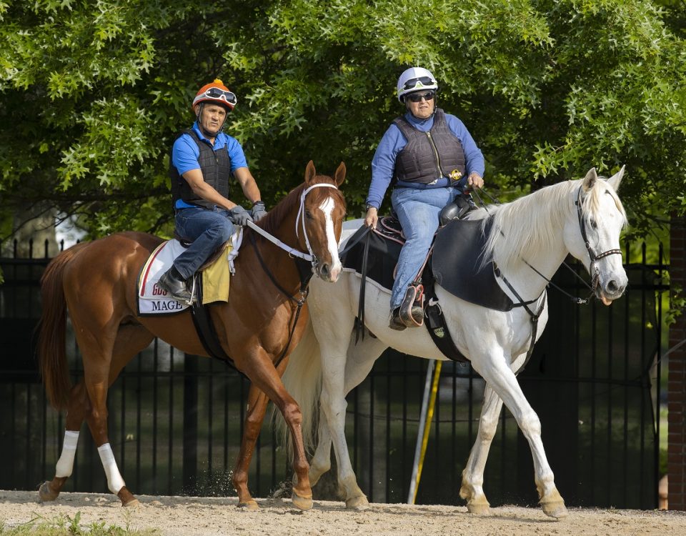 Mage - Pimlico Race Course - Barbara D. Livingston