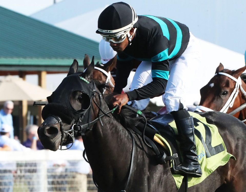 Crown Imperial - Untapable S. - Coady Photography