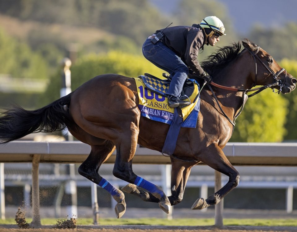 Arabian Knight - Barbara Livingston - DRF