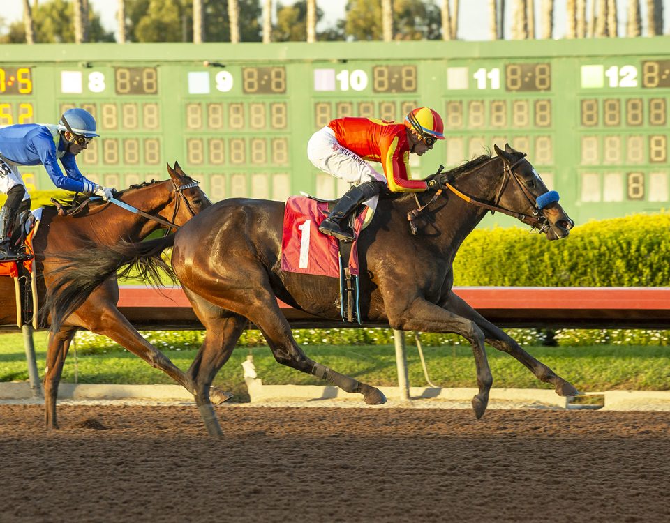 Midnight Memories - Grade III, $100,000 Bayakoa Stakes - Los Alamitos Race Course, Cypress CA. - © BENOIT PHOTO