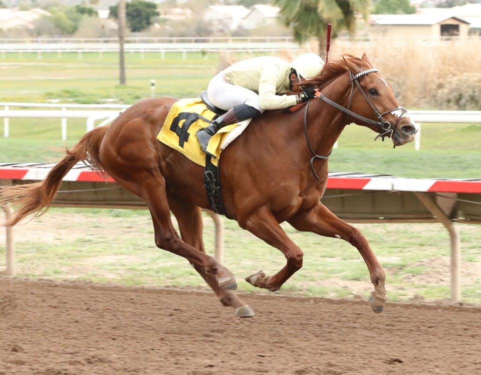 E J WON THE CUP - Turf Paradise Derby - Turf Paradise - Coady Photo