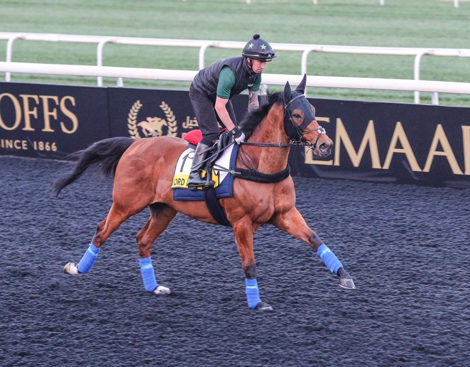 Lord North - Meydan Racecourse - DRC