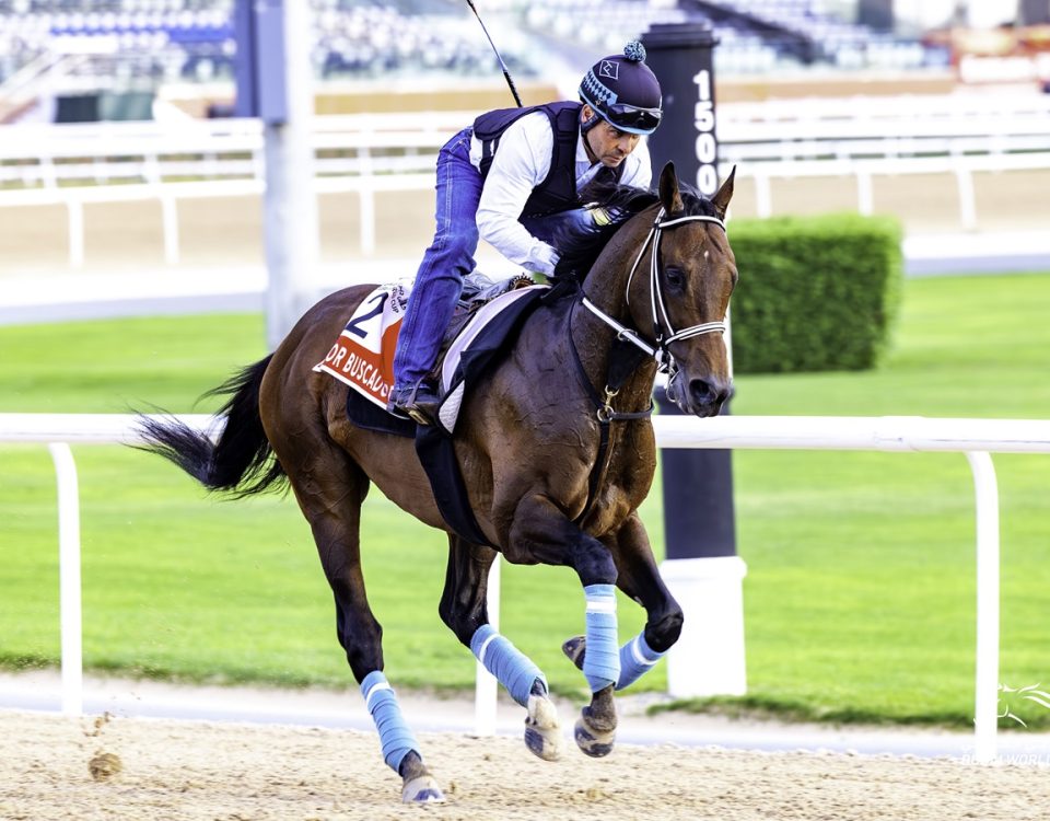 Senor Buscador - Meydan - Dubai Racing Club Media