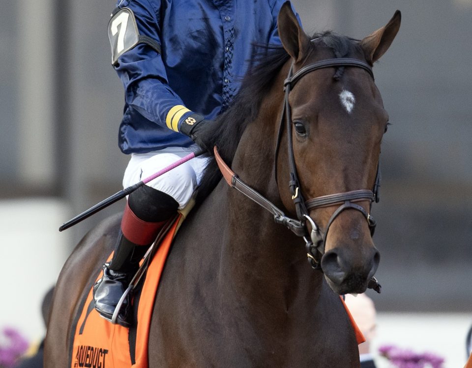 Sierra Leone - Barbara Livingston - Daily Racing Form