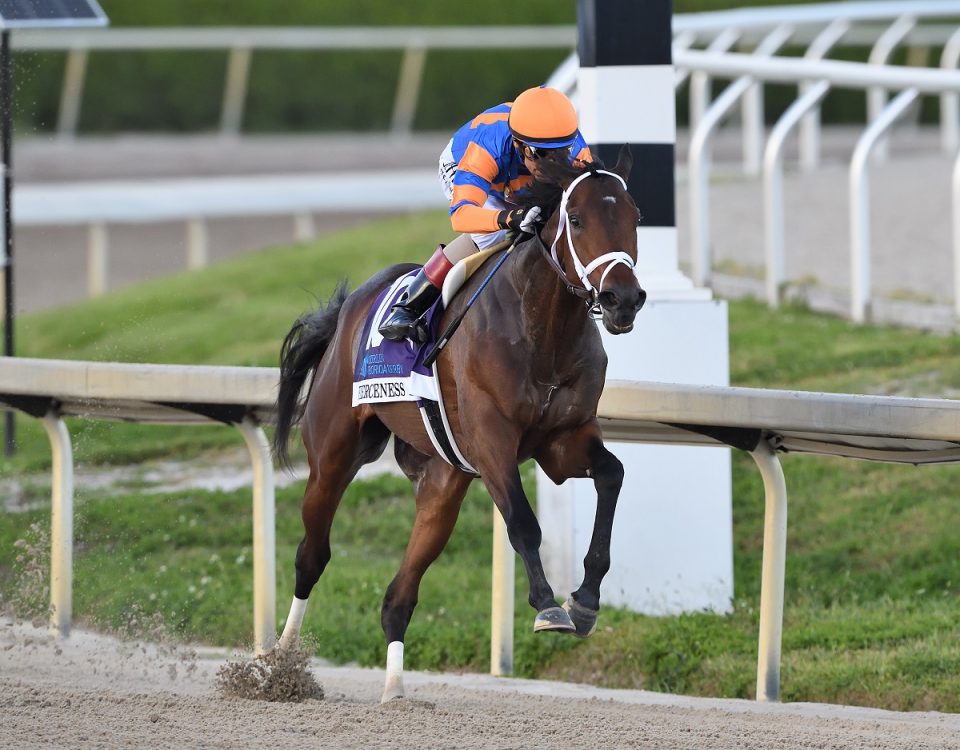 Fierceness - Coglianese Photo