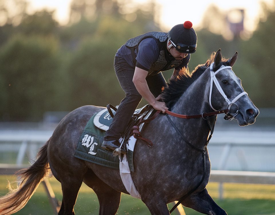 Lemon Muffin - Pimlico - DRF Barbara Livingston