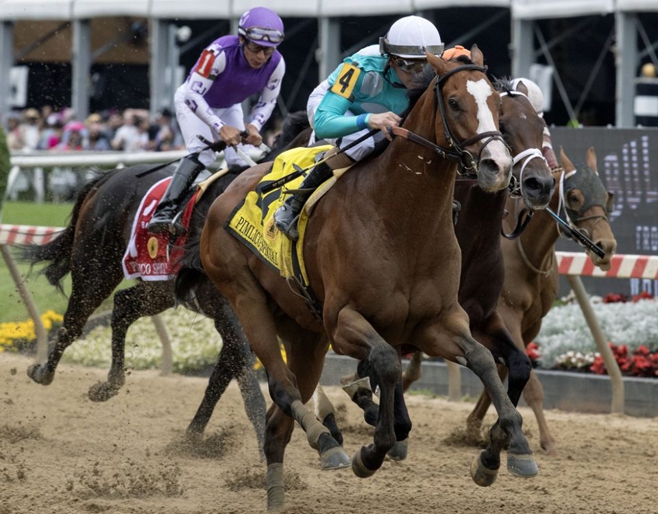 Pyrenees - Pimlico Special - DRF Barbara Livingston