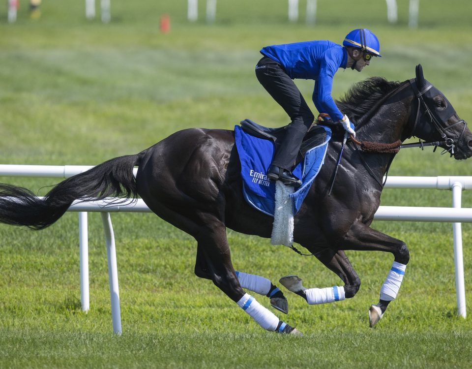 Rebel's Romance - foto Barbara Livingston - Daily Racing Form