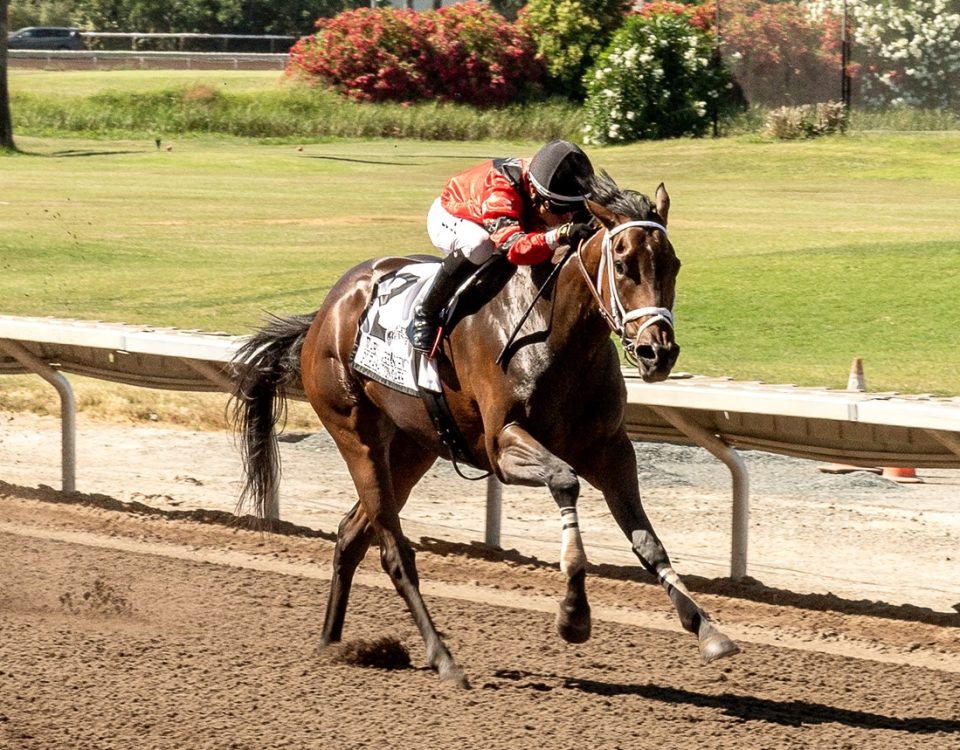 Tom's Regret - Pleasanton Oaks - Vassar Photography