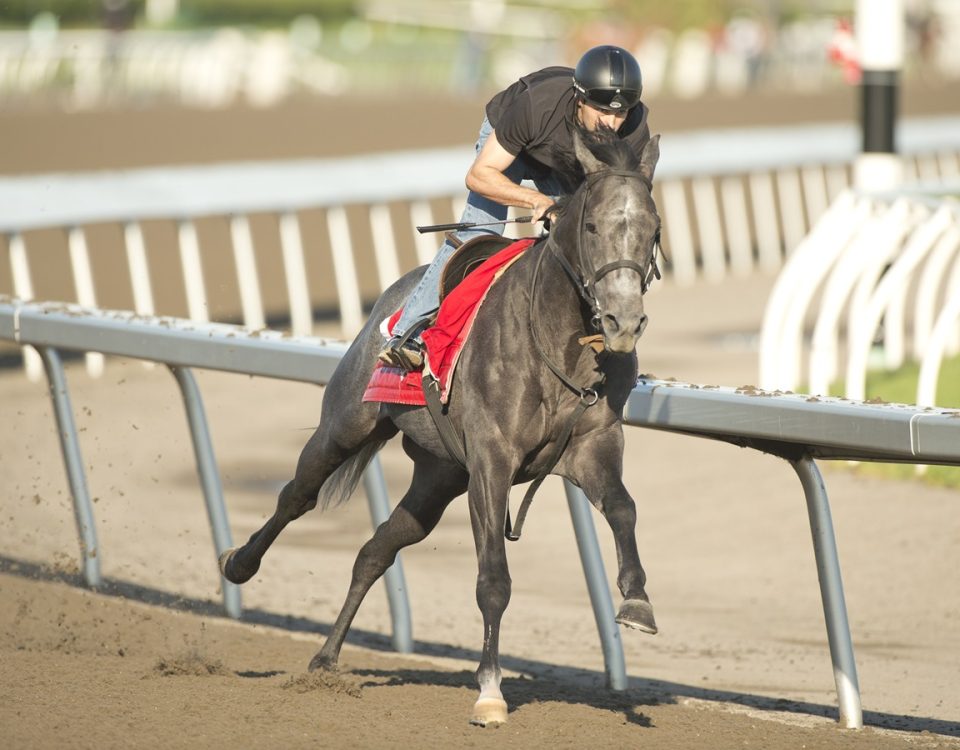 My Boy Prince - Woodbine - Michael Burns