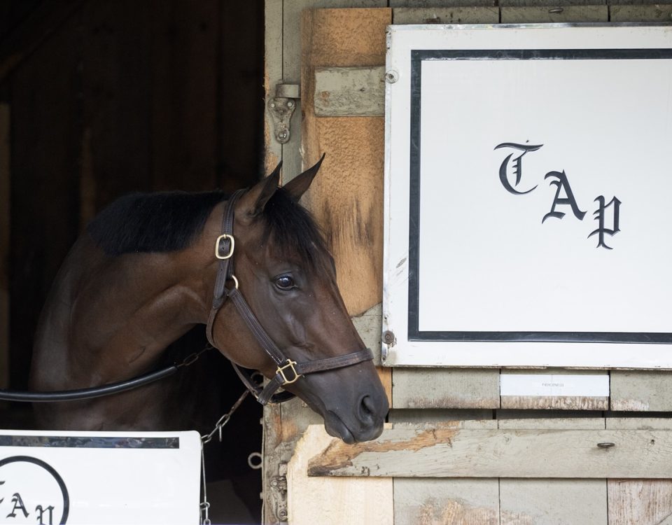 Fierceness - Saratoga - Barbara D. Livingston