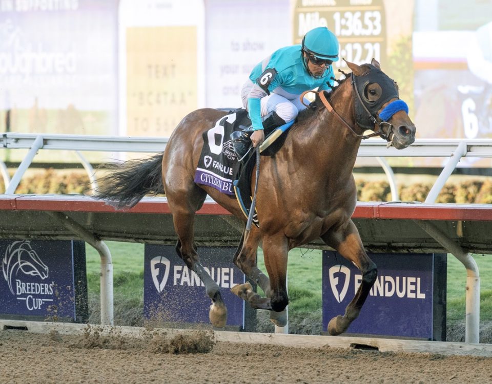 Citizen Bull - Breeders Cup Juvenile - Barbara D. Livingston