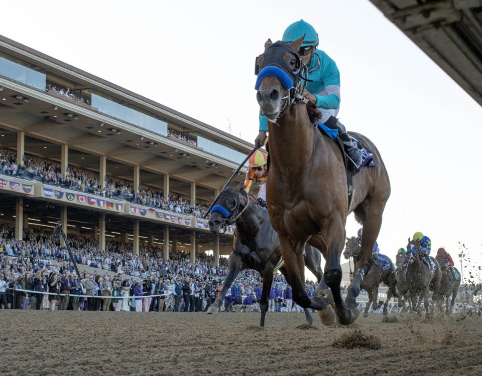 Citizen Bull - Breeders' Cup Juvenile G1 - DRF Barbara Livingston