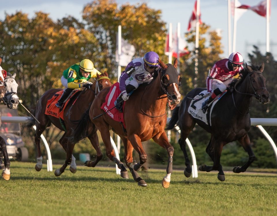 Woodbine Scenic Stretch - DRF Julie Wright