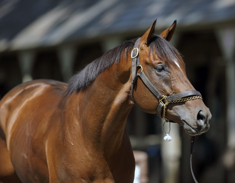 Cody's Wish - DRF Barbara Livingston