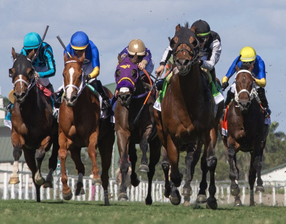 Coppola - Gulfstream Park Turf Sprint Stakes - DRF Barbara Livingston