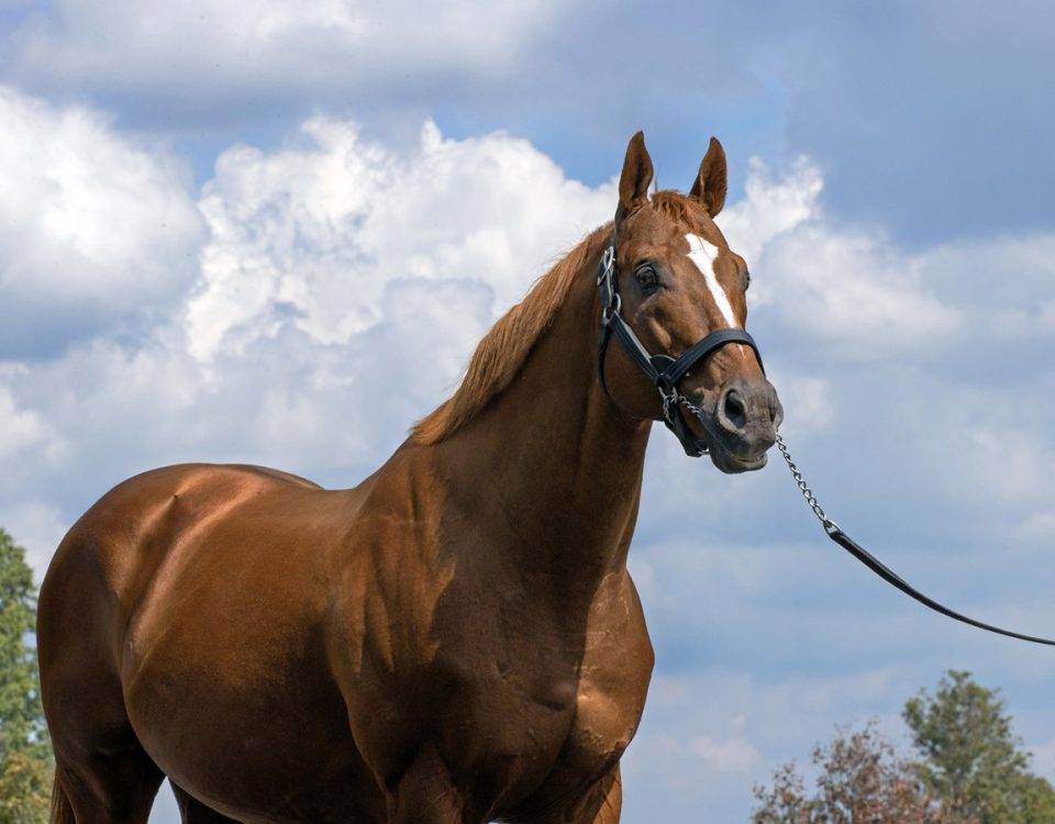 Curlin - DRF Barbara Livingston