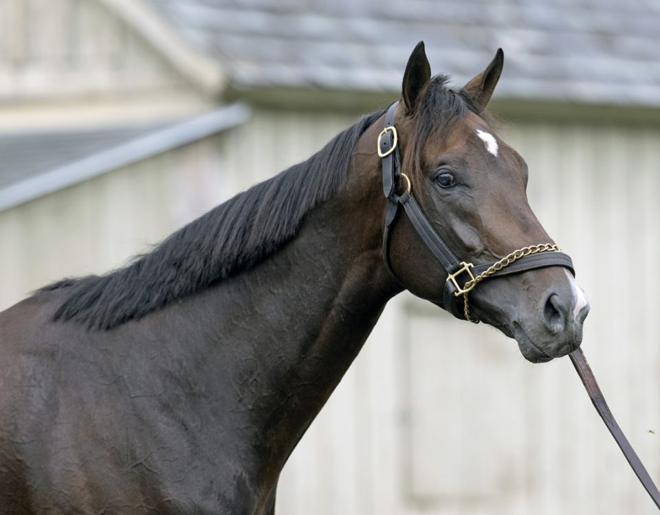 Forte - DRF Barbara Livingston