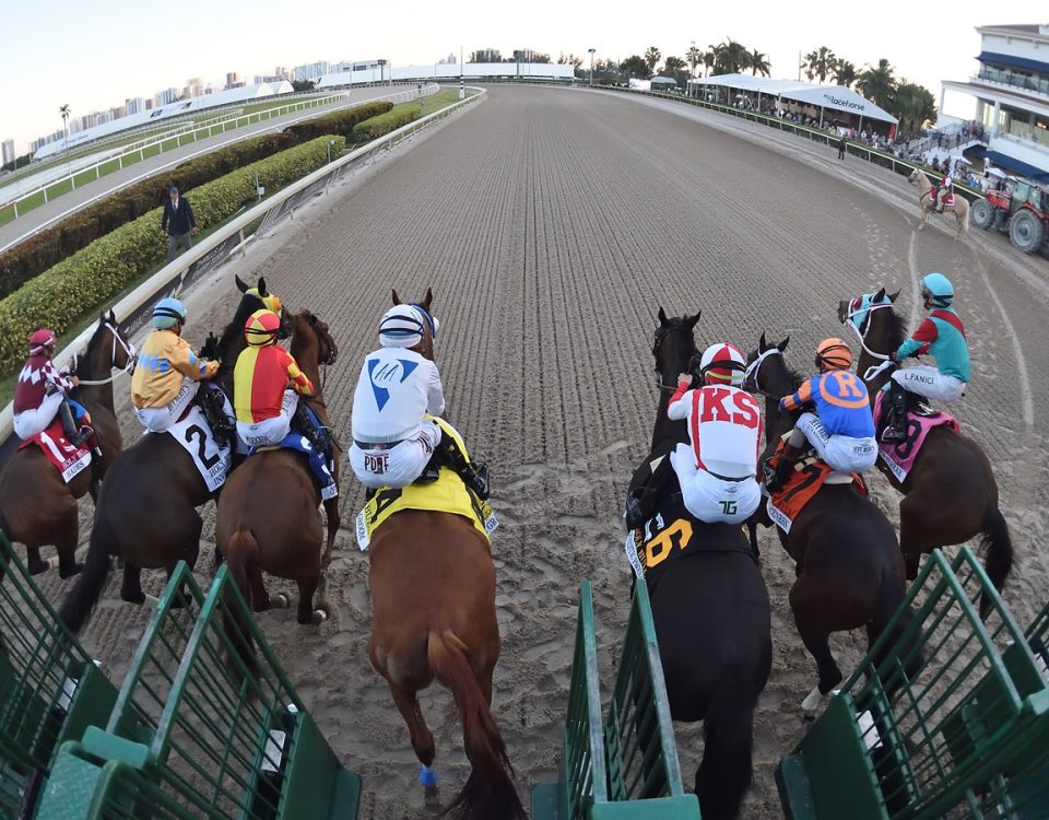 Hades - Holy Bull Stakes Start - Ryan Thompson/Coglianese Photo