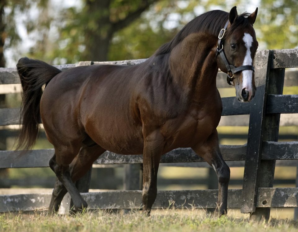 Into Mischief - DRF Barbara Livingston