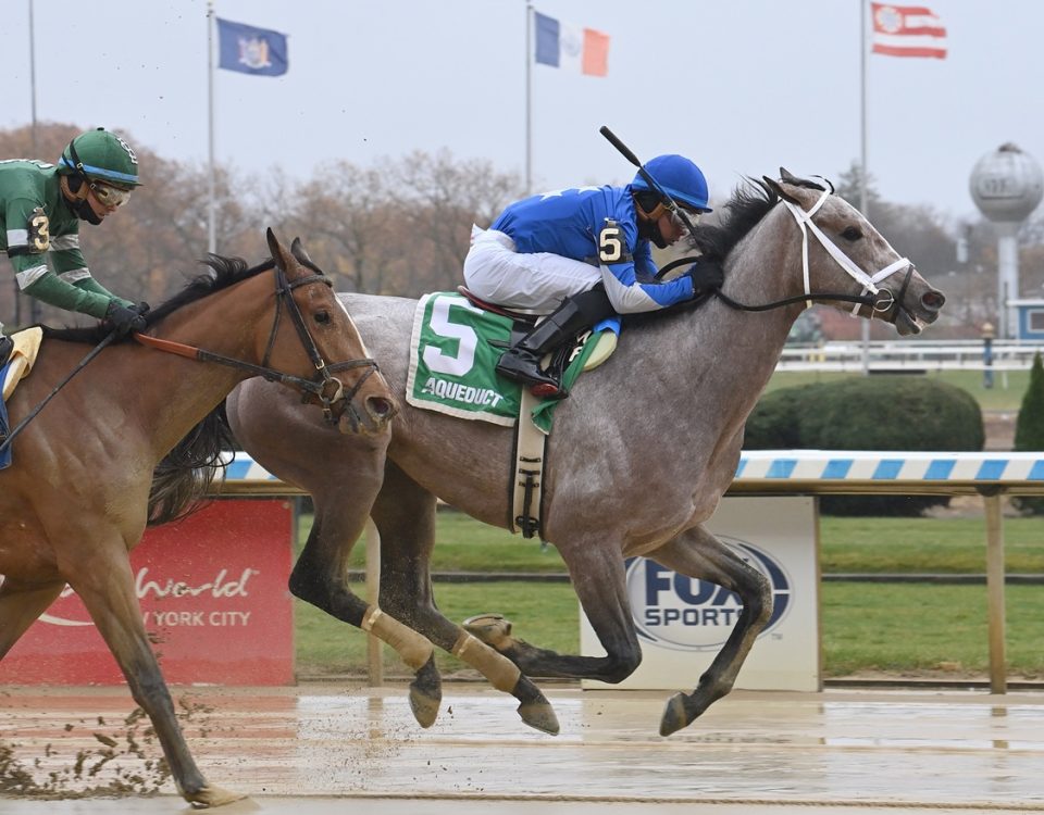 Sharp Smile - Coglianese Photo