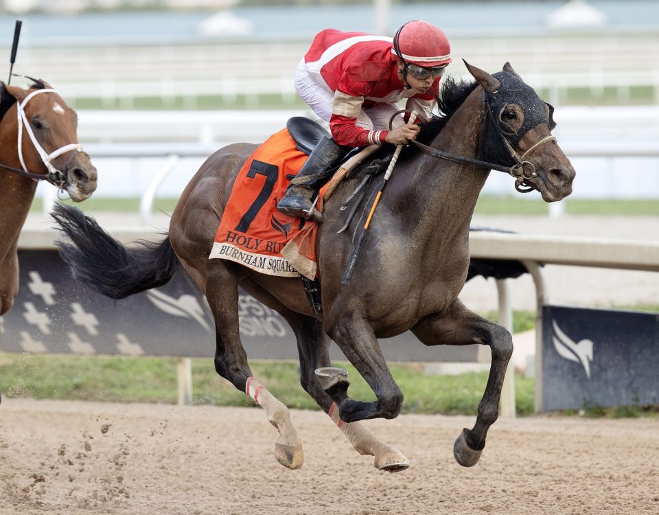 Burnham Square - Holy Bull Stakes G3 - Foto Barbara Livingston / DRF