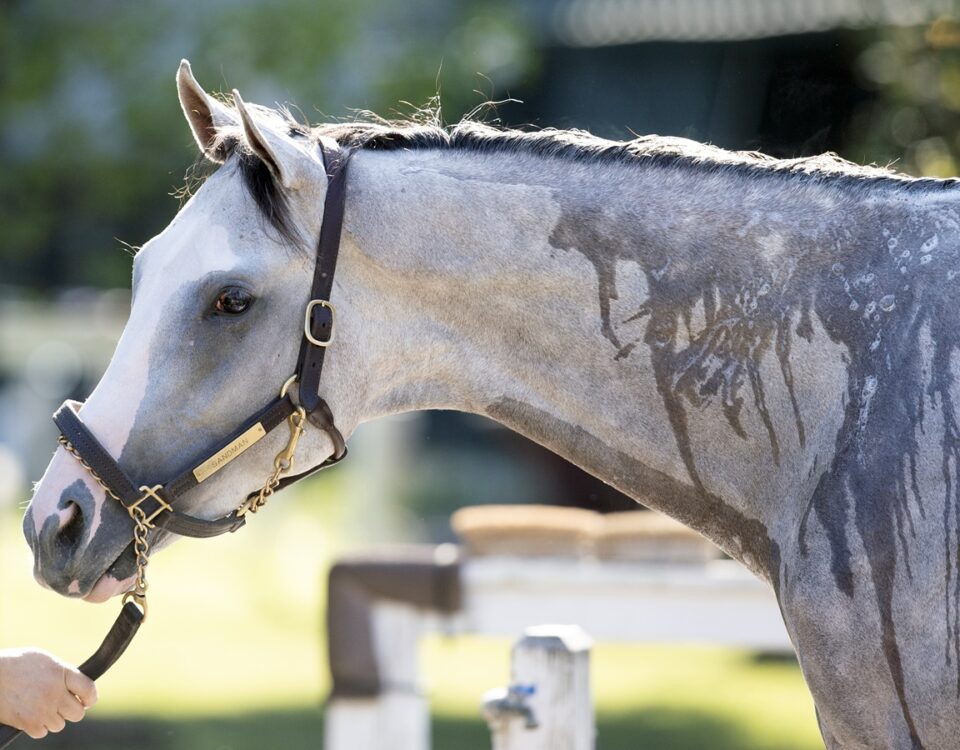 Sandman - Barbara Livingston - Daily Racing Form