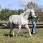 Silver Charm & Michael Blowen - Barbara D. Livingston - Daily Racing Form